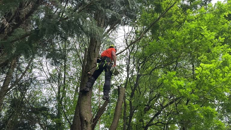 Mulching Services in Culpeper, VA